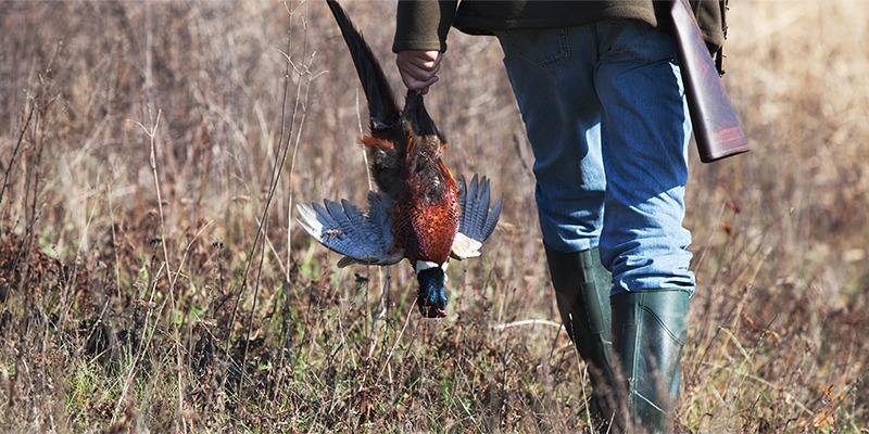 Hunter walking holding pheasant on Hunt Minnesota shooting preserver